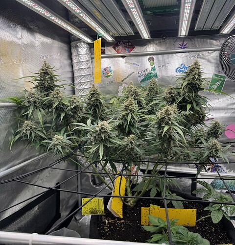 Growreport Bild 1