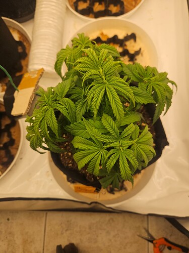 Growreport Bild 11