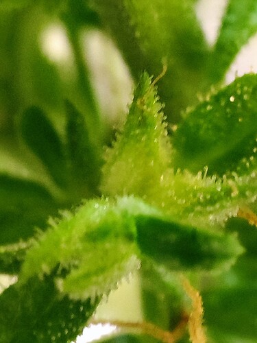 Growreport Bild 1