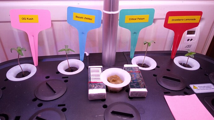 Growreport Bild 1