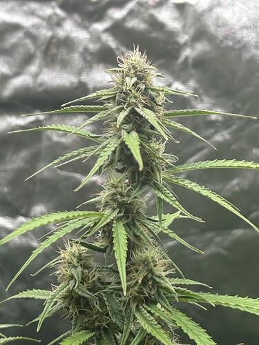 Growreport Bild 2