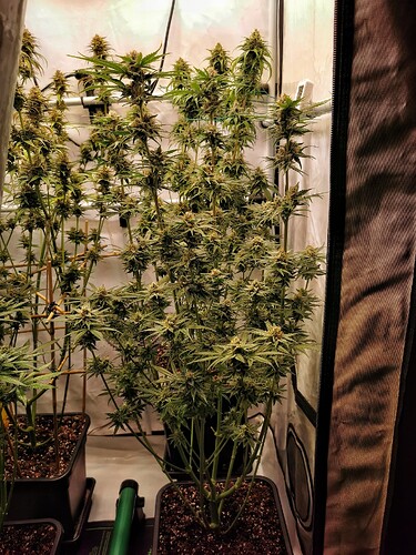 Growreport Bild 1