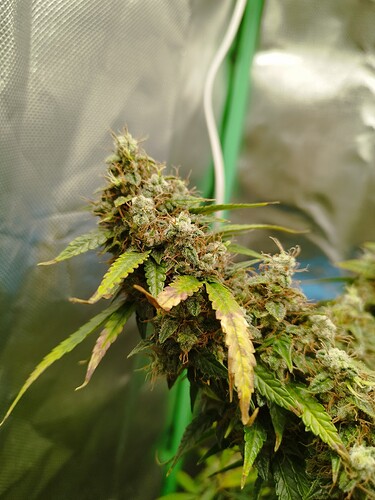 Growreport Bild 15