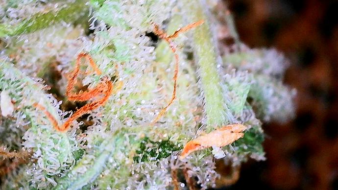 Nahaufnahme eines Cannabis-Buds mit deutlich sichtbaren Trichomen und orangefarbenen Stigmen.