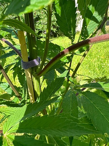 Growreport Bild 5