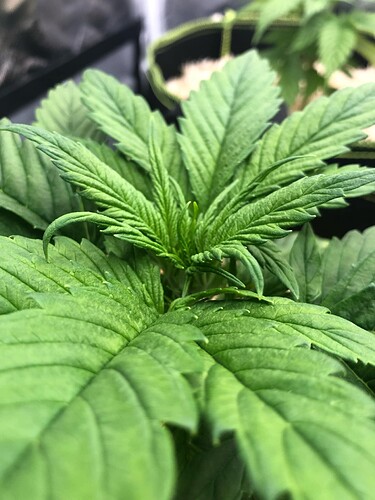 Growreport Bild 7
