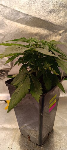 Growreport Bild 2