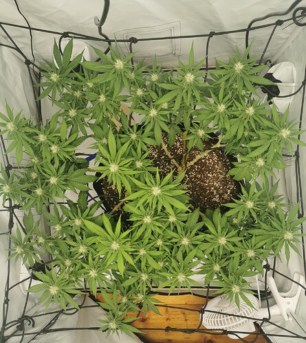 Growreport Bild 3
