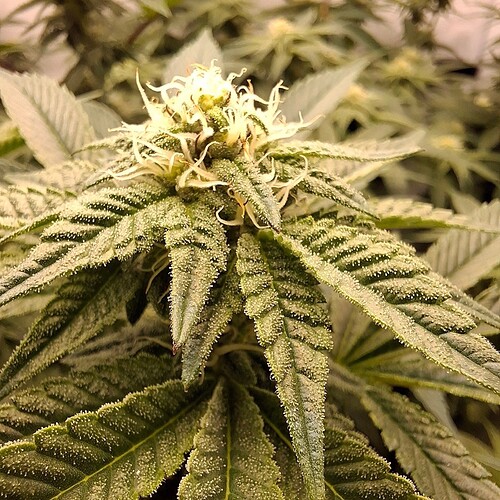 475547391_122165570774293599_1227093386713668733_n