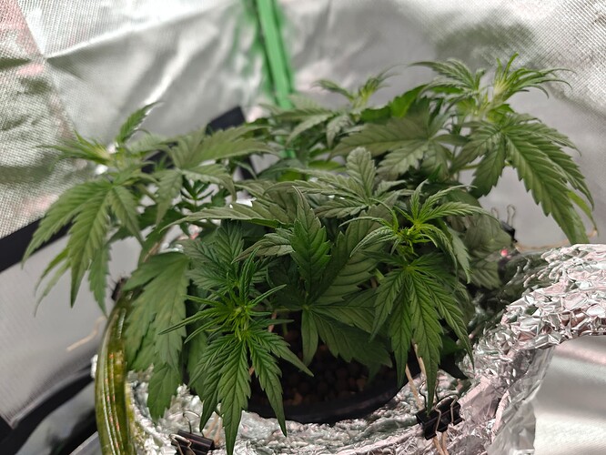 Growreport Bild 27