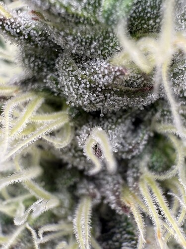 Growreport Bild 20