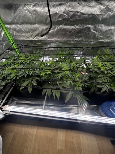 Growreport Bild 8