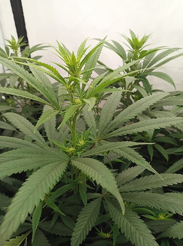 Growreport Bild 10