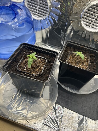 IMG_34F005BF-7A62-4852-A30E-6F7A54D956A8