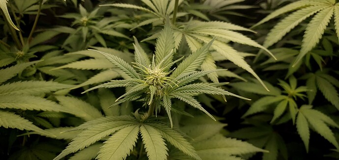 Growreport Bild 5