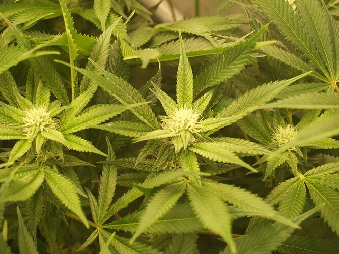 Growreport Bild 5