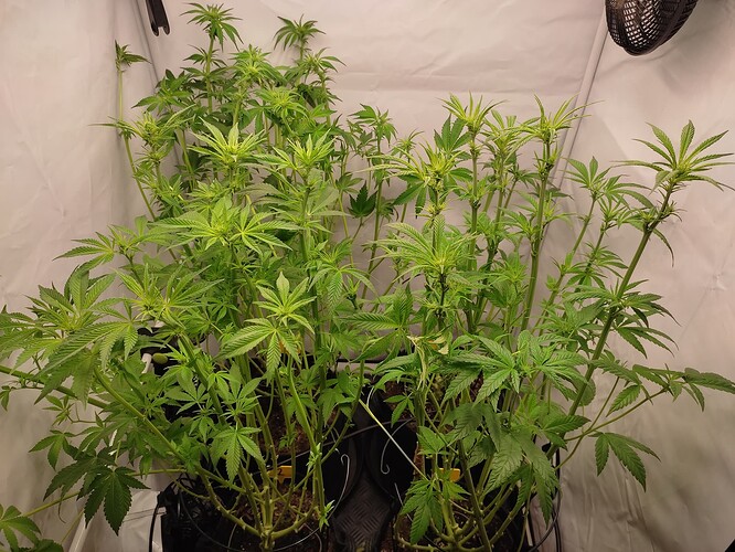 Growreport Bild 6