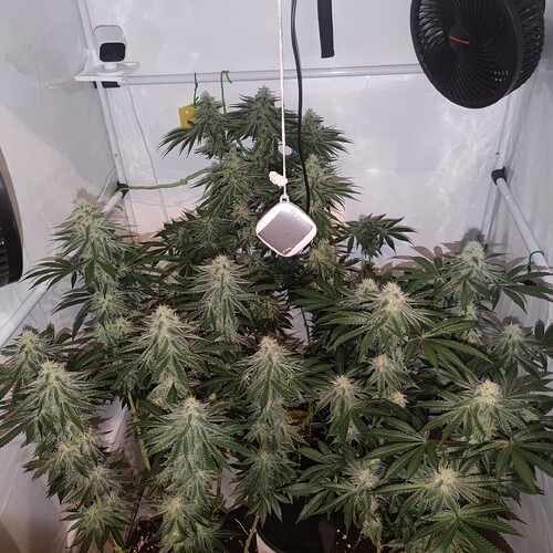 Growreport Bild 3
