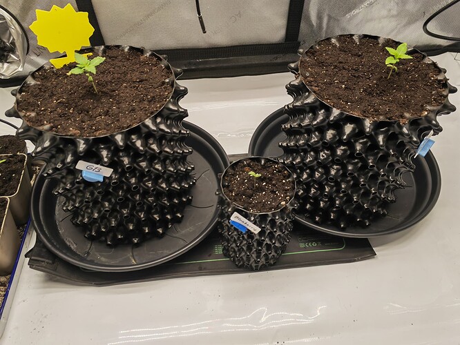 Growreport Bild 2