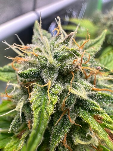 Growreport Bild 25