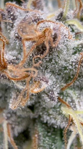 Growreport Bild 29