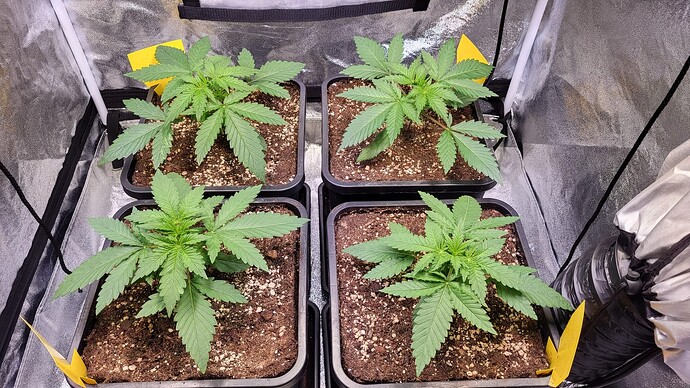 Growreport Bild 6