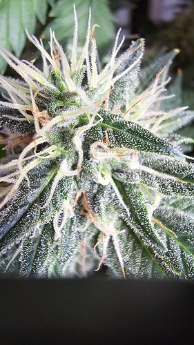 Growreport Bild 5