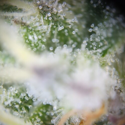Trichome