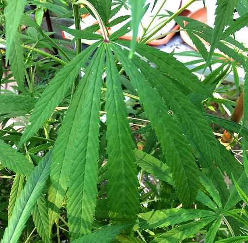 Grow26_0814_10