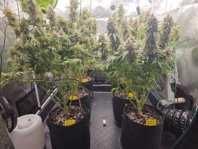 Growreport Bild 29