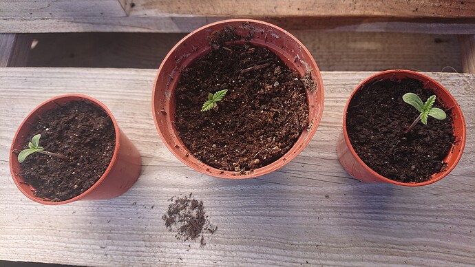 Growreport Bild 64