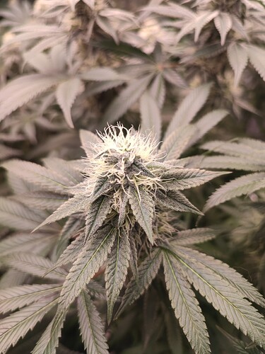 Growreport Bild 95