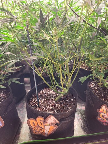Growreport Bild 6