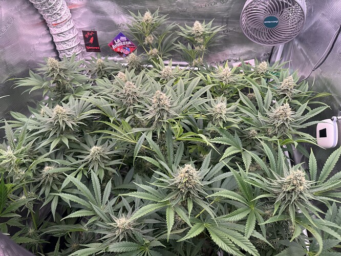 Growreport Bild 30