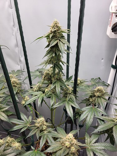 Growreport Bild 6