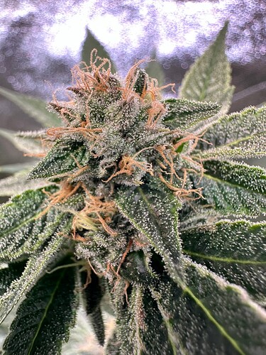 Growreport Bild 17
