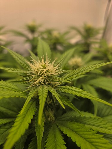 Growreport Bild 3