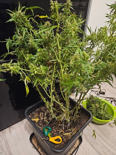 Growreport Bild 7