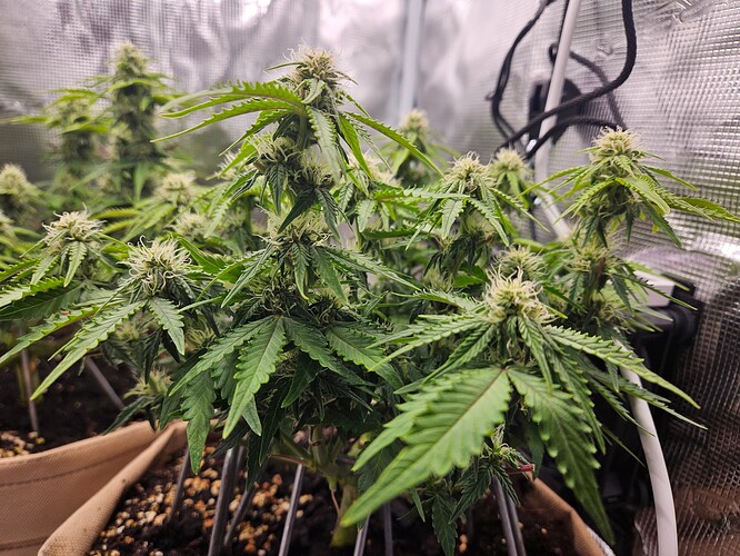 Growreport Bild 82