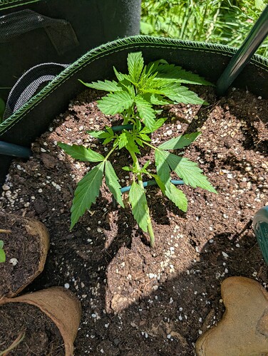 PXL_20250625_124503975