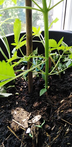 Growreport Bild 4