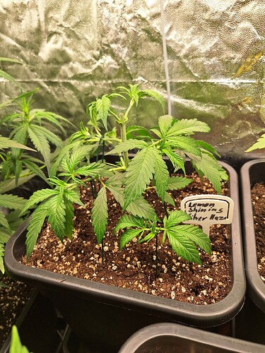 Growreport Bild 11