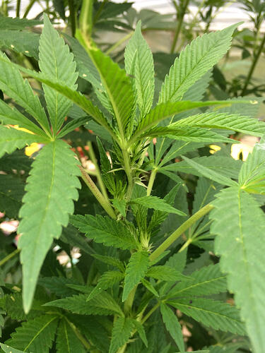 Grow26_0912_06_MB
