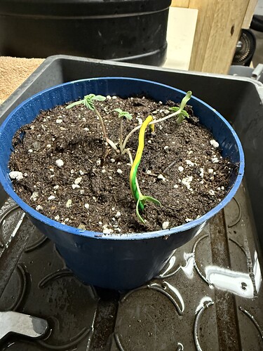 Growreport Bild 40