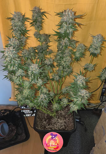 Growreport Bild 21