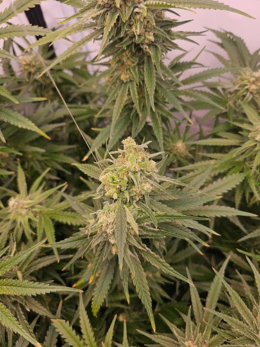 Growreport Bild 47