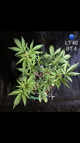 Growreport Bild 7
