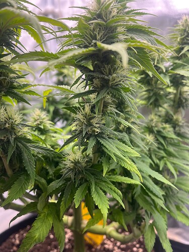 Growreport Bild 5