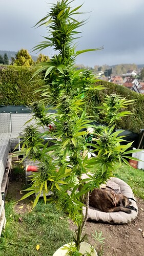 Growreport Bild 4