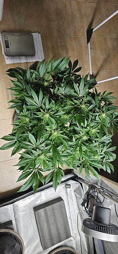 Growreport Bild 2